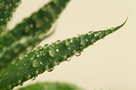 Aloe.の写真素材