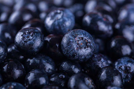Blueberry.の写真素材