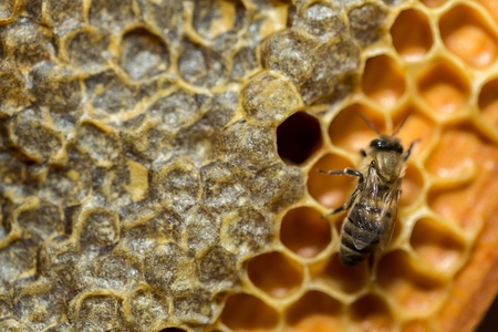 Bee.の写真素材