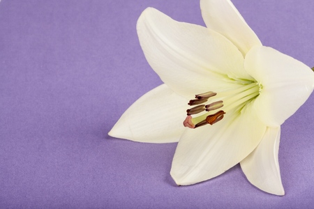 Flower.の写真素材