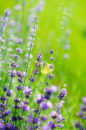 Lavender.の写真素材