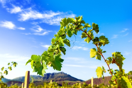 Vineyard.の写真素材