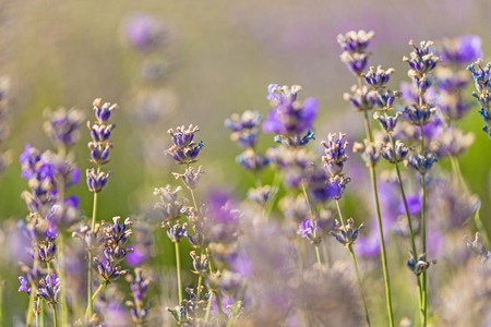 Flower.の写真素材