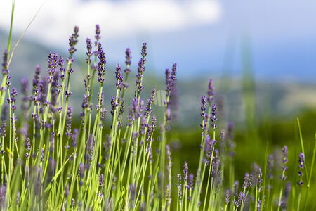 Lavender.の写真素材