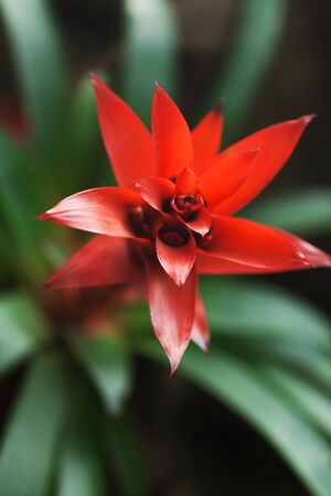 Poinsettia.の写真素材