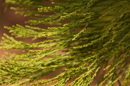 Evergreen Tree.の写真素材