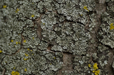 Bark.