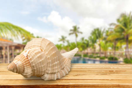 Shell.