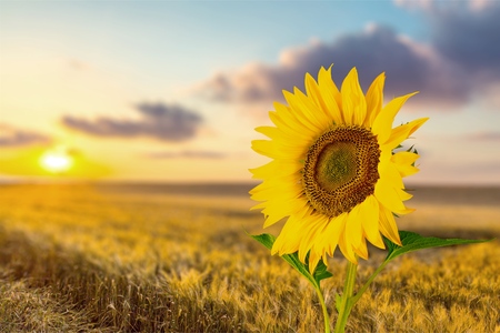 Sunflower.の写真素材