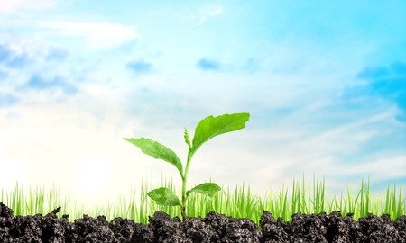 Seedling.の写真素材