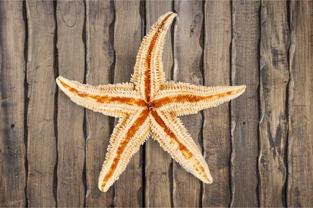Shell.