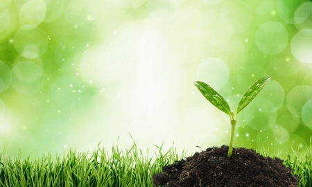 Plant.の写真素材