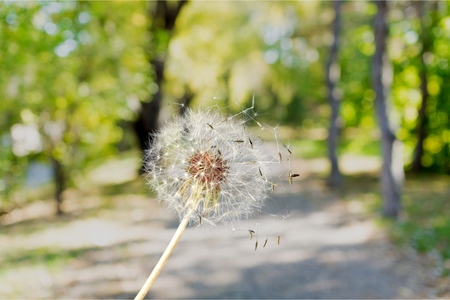 Dandelion.の写真素材