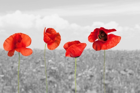 Poppy.の写真素材