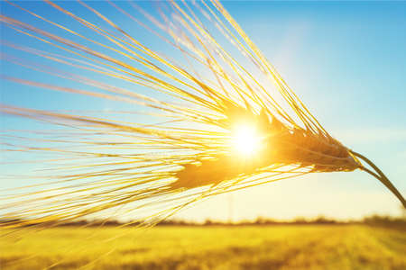 Agricultural.の写真素材