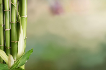 Bamboo shoot.の写真素材