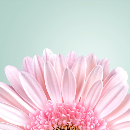 Daisy.の写真素材