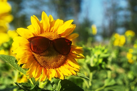 Yellow.の写真素材