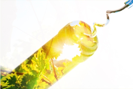 Wine.の写真素材