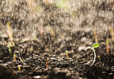 Germinating seed in agriculture.の写真素材
