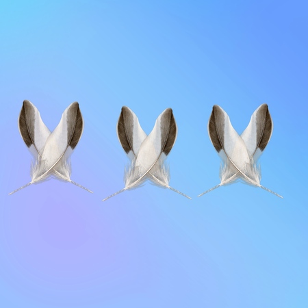 White feathers.の写真素材