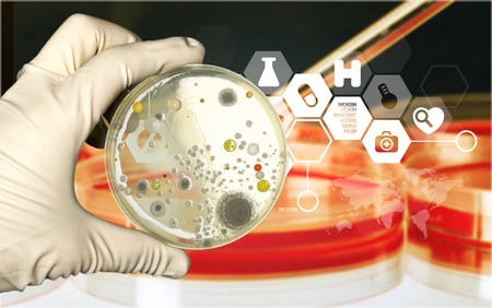 Petri.の写真素材