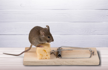 Mouse and mousetrap.の写真素材
