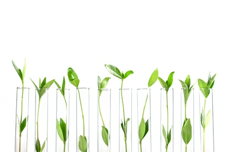 Test tubes with plants on stand isolated on whiteの写真素材