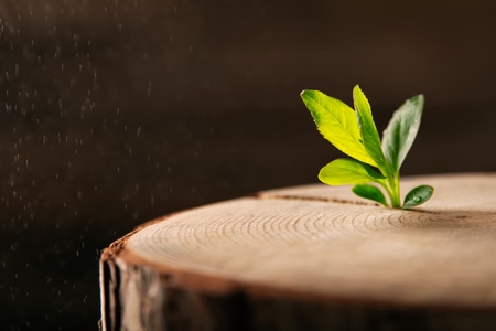 New Life idea concept with seedling growing sprout (tree).business development and eco symbolic.の写真素材