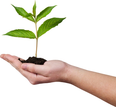 Green Growing Plant in Human Hand on background