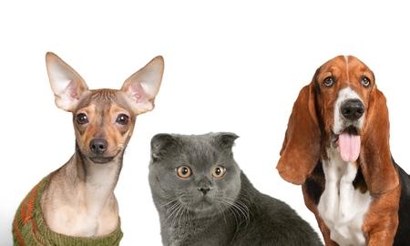 Dog and cat portraitの写真素材