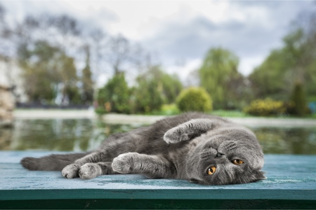 Cat Named Hectorの写真素材