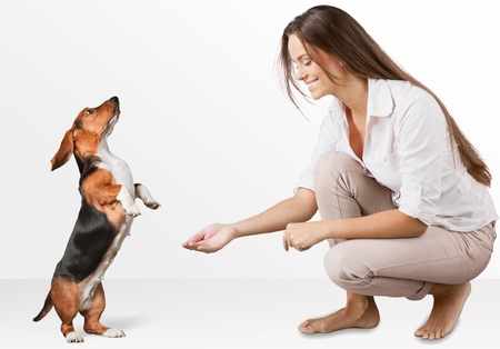dog listening with big ear