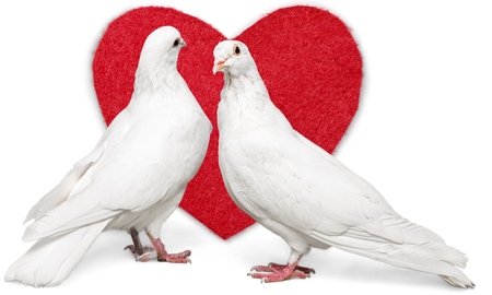 two loving white pigeonsの写真素材