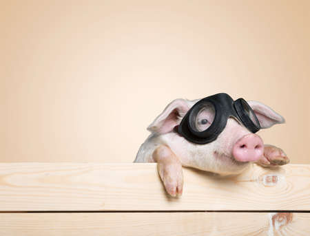 Funny pig hanging on a fence. Studio photo. Isolated on white background.の写真素材