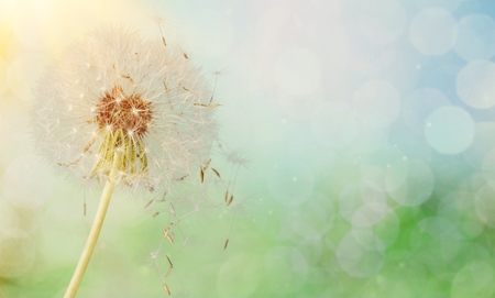 Dandelion seeds in sunlightの写真素材