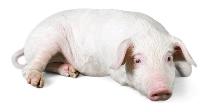 Pink Pig Lying Down on the Groundの写真素材