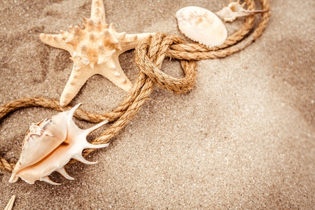 Beach Finds on the White Wooden Backgroundの写真素材