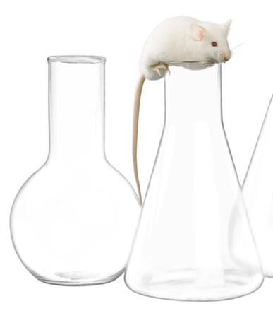 White laboratory rat isolated on white backgroundの写真素材