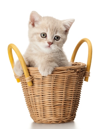 Kitten in a Basketの写真素材
