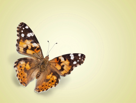 Butterfly on color backgroundの写真素材