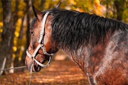 Horses in autumn forestの写真素材