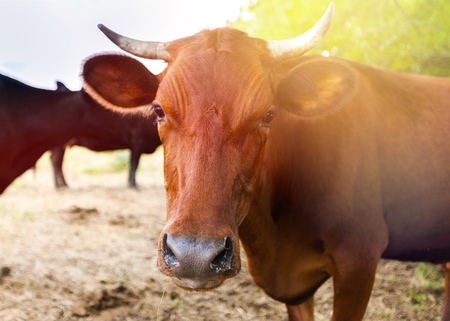 Cow on natural background