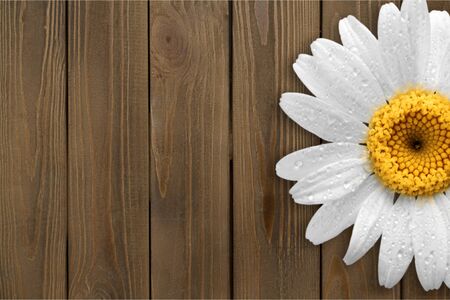 Daisy on wooden tableの写真素材
