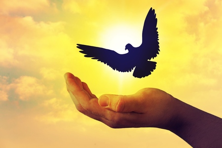 Man praying and free bird enjoying nature on sunset, Human raising hands. Worship christian Religion. silhouette pigeon flying out of two hand and freedom concept and international day of peace.の写真素材