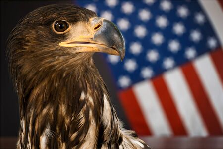 American Bald Eagle - symbol of america -with flag. United States of America patriotic symbols.
