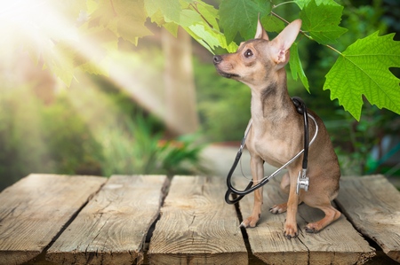 Dog dressed as a veterinarianの写真素材