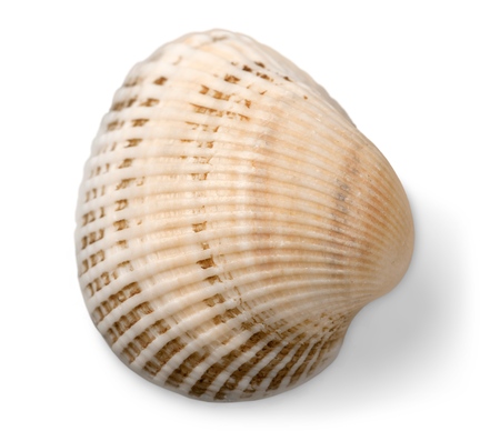 Seashell Isolatedの写真素材