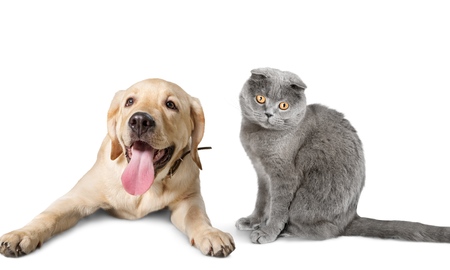 Dog and cat on whiteの写真素材