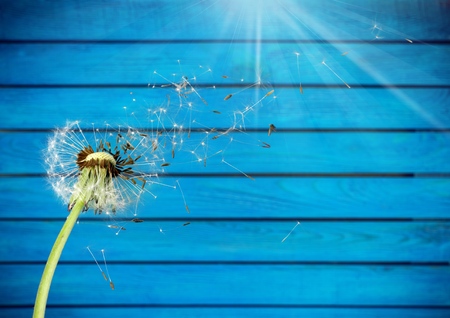 Close up of dandelionの写真素材